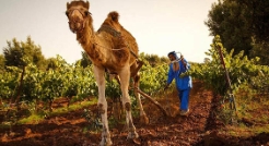 Domaine Larroque, Meknes