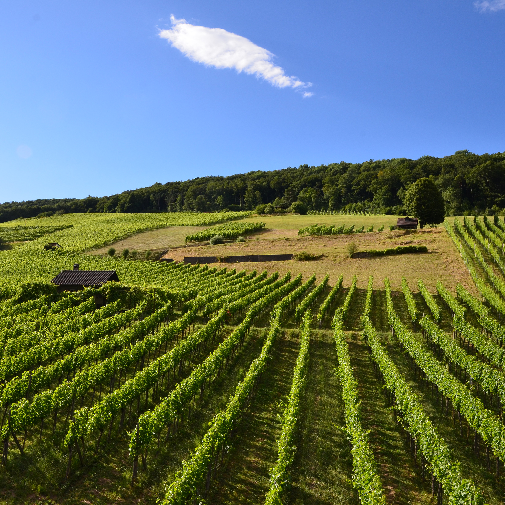 Fischer Weine - Adrian Hartmann