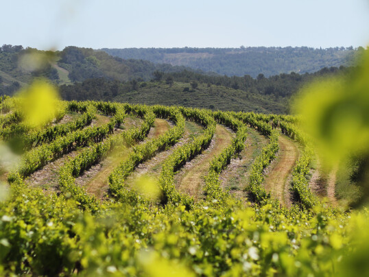 Fischer Weine - Bruno le Breton