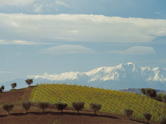 Fischer Weine - Simone Capecci