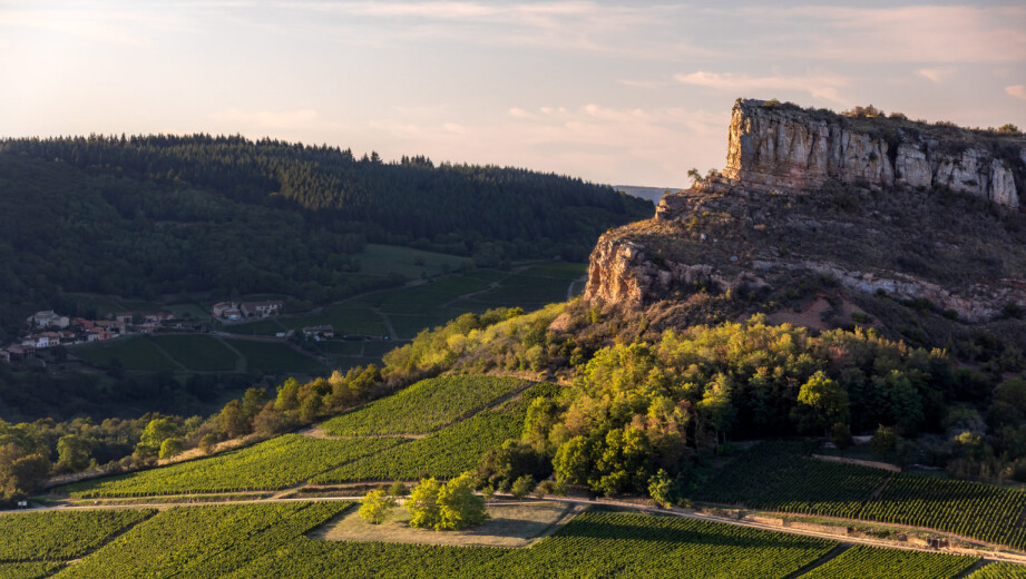 Weinwissen - Top Chardonnays aus dem Burgund zu absolut vernünftigen Preisen