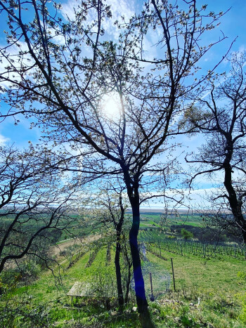 Weinwissen - Naturwein