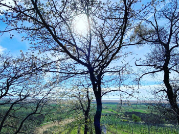 Weinwissen - Naturwein