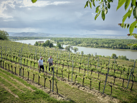 Fischer Weine - Josef und Sepp Dockner