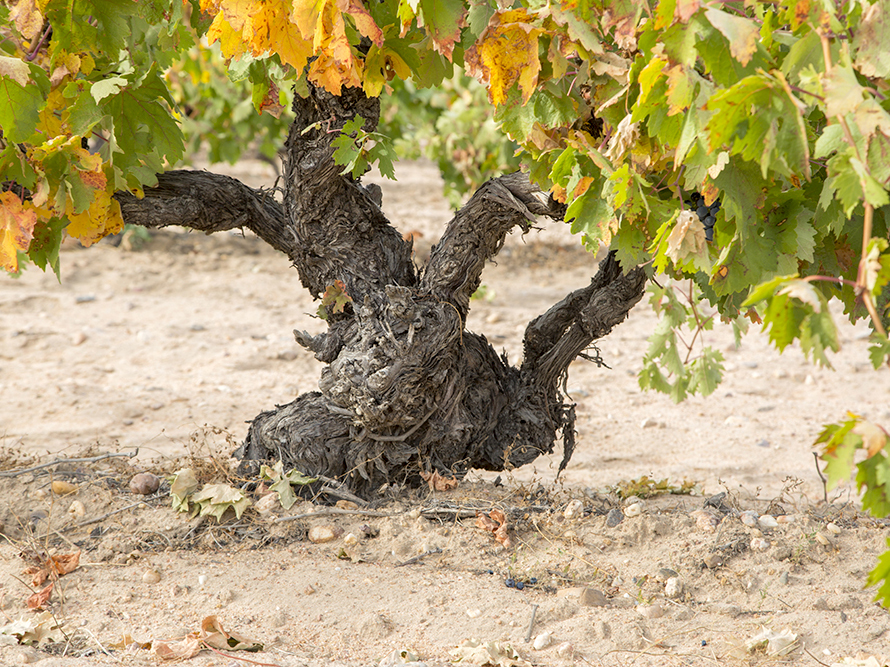 Bodegas Breca, Munébrega