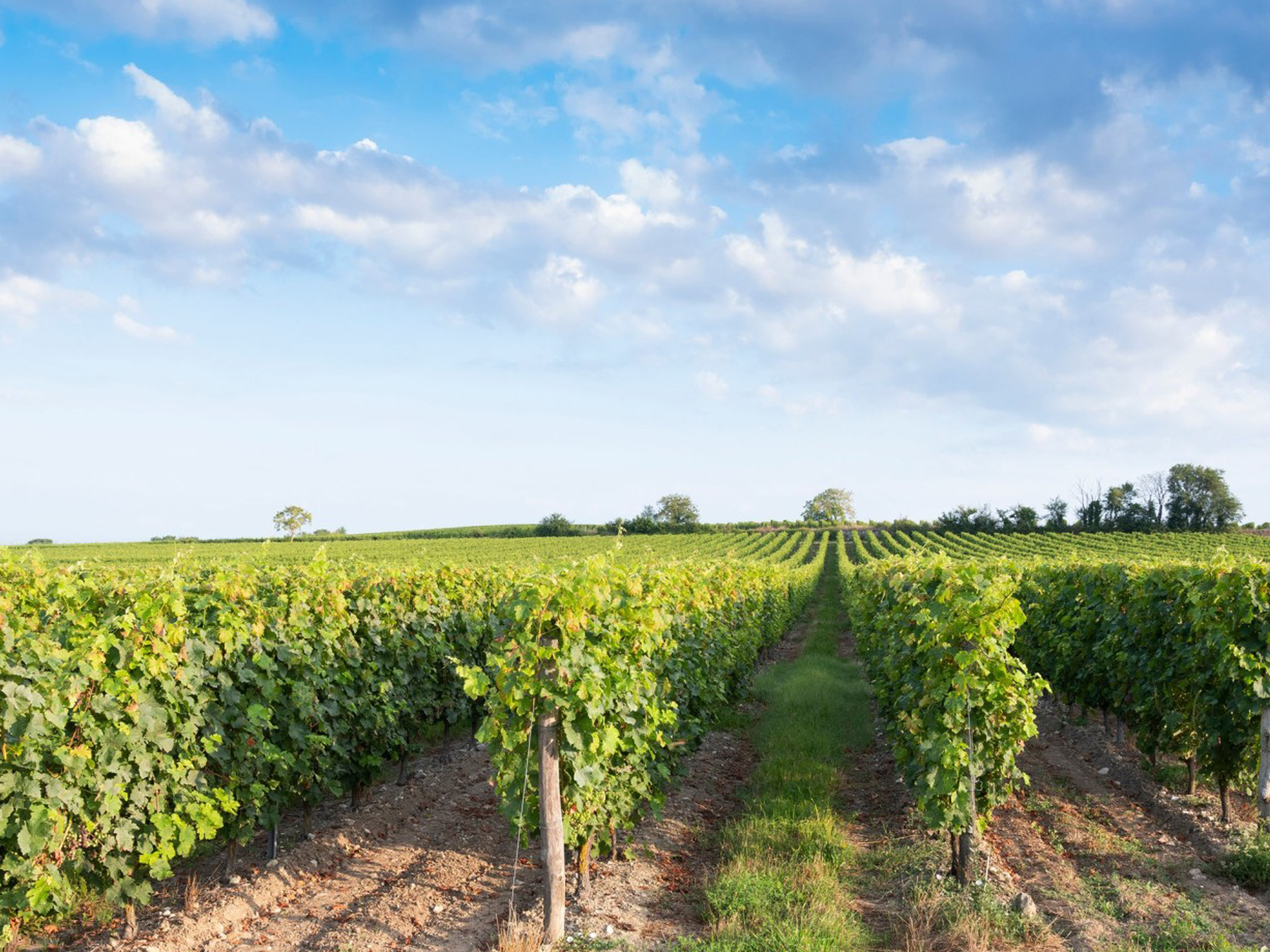 Weine von Les Clos Maurice, Varrains