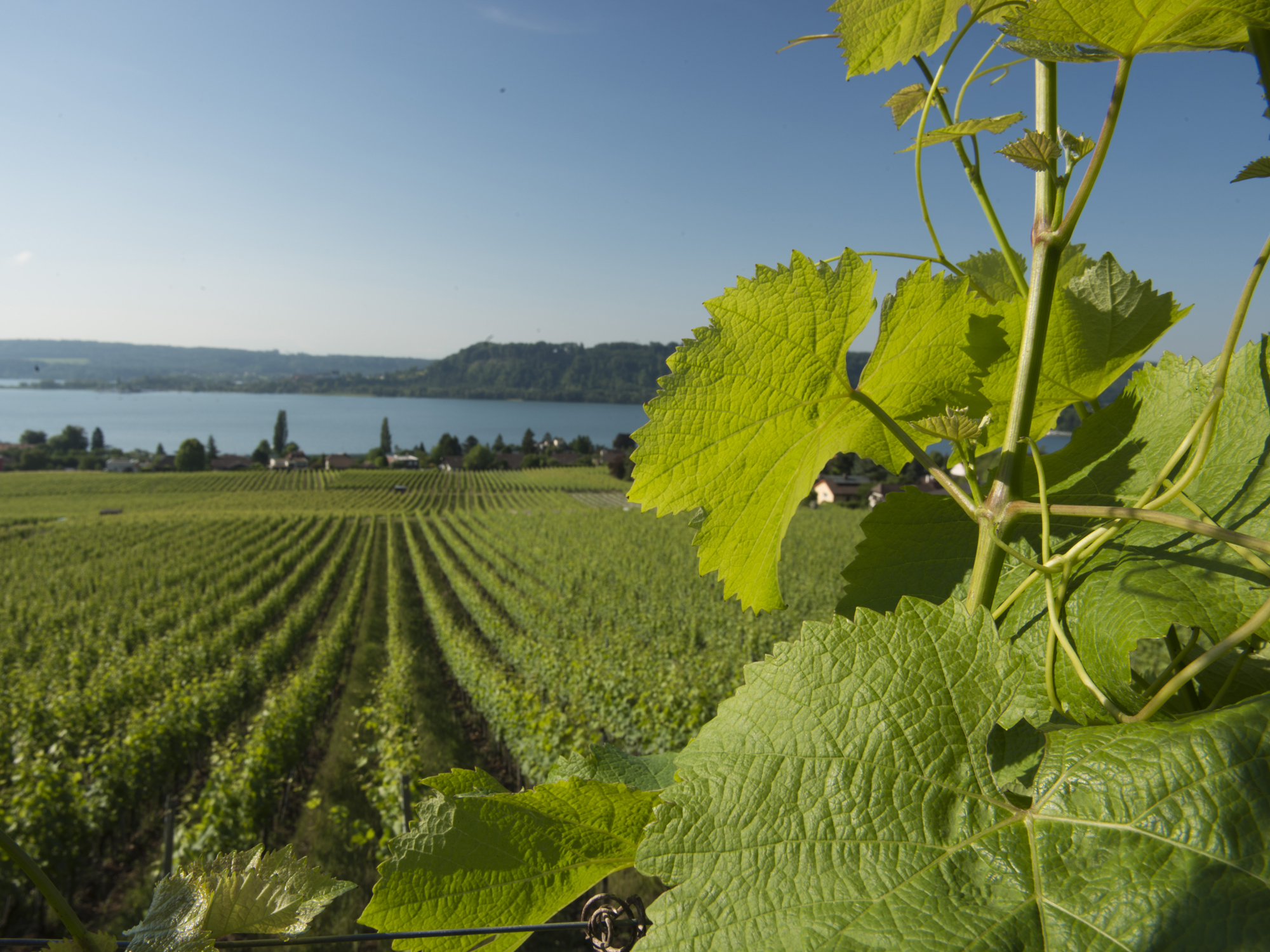 Weine von Grillette Domaine de Cressier, Cressier