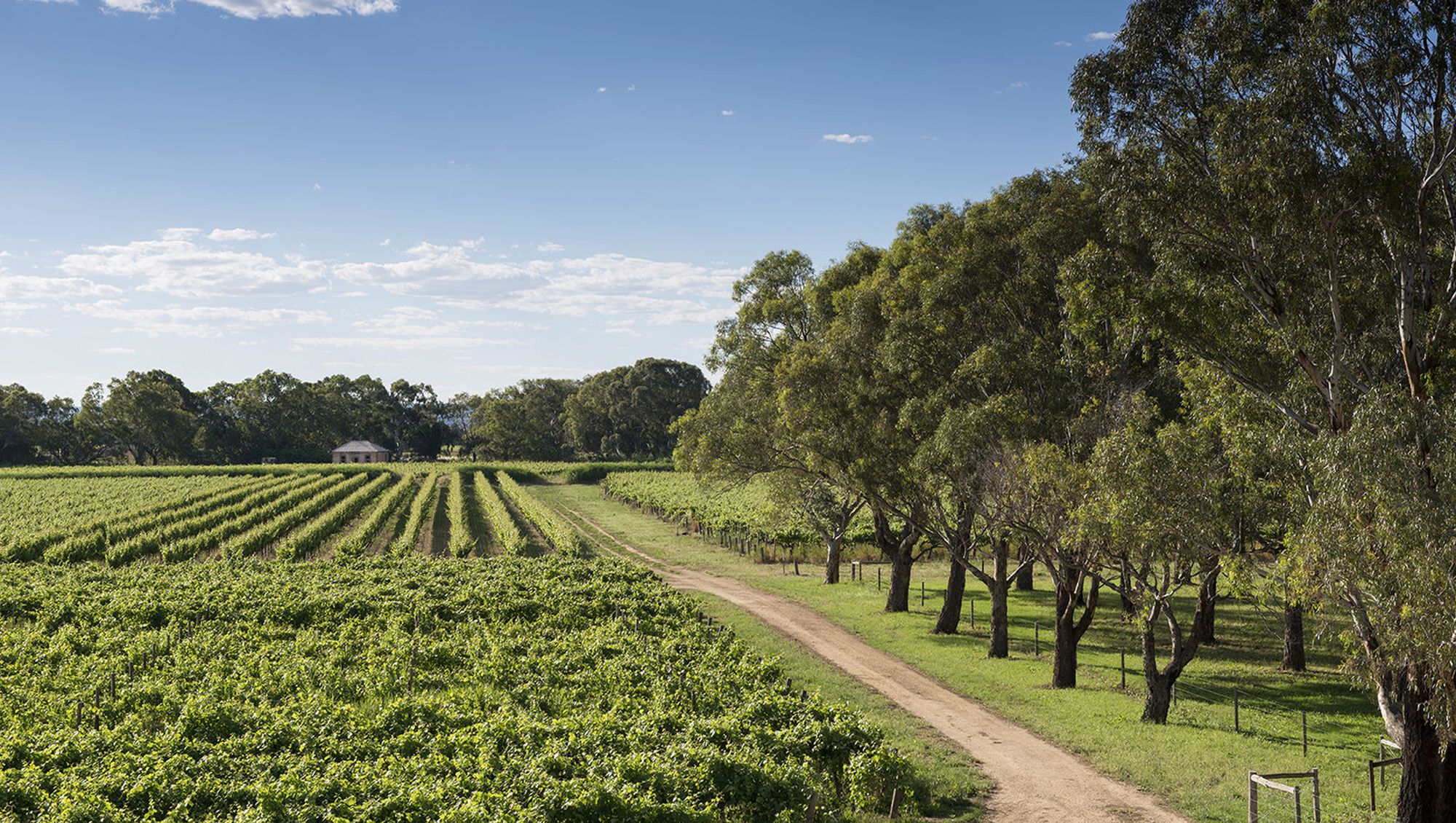 Weine aus Langhorne Creek