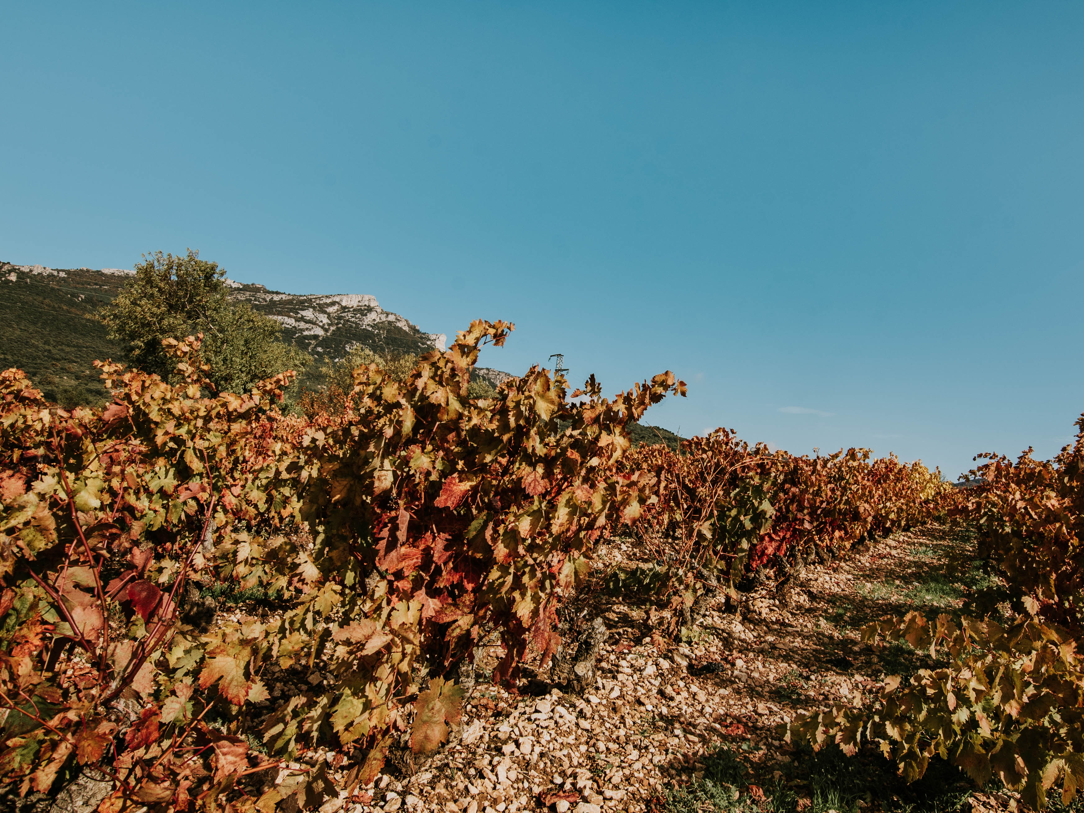 Bodegas Franco Españolas, Logroño