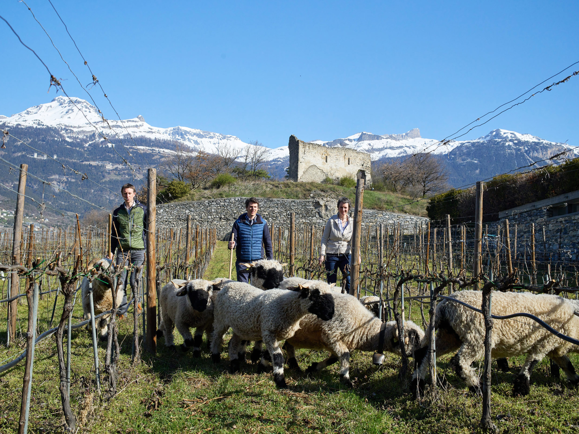 Weine von Domaines Rouvinez, Sierre