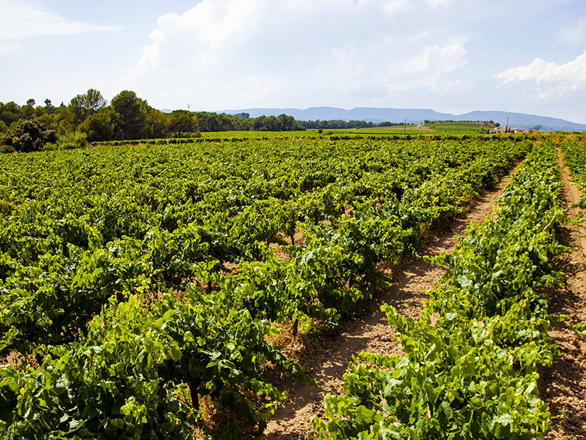 Weine von Cavas Pere Ventura, Sant Sadurní d'Anoia