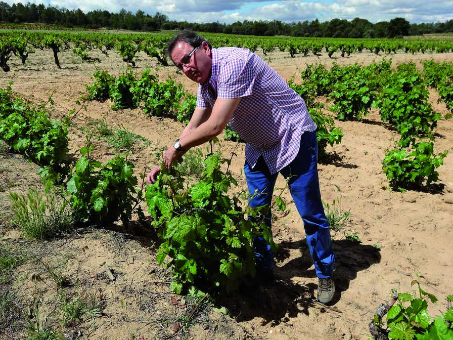 Weine von Goyo Garcia Viadero, Gumiel del Mercado