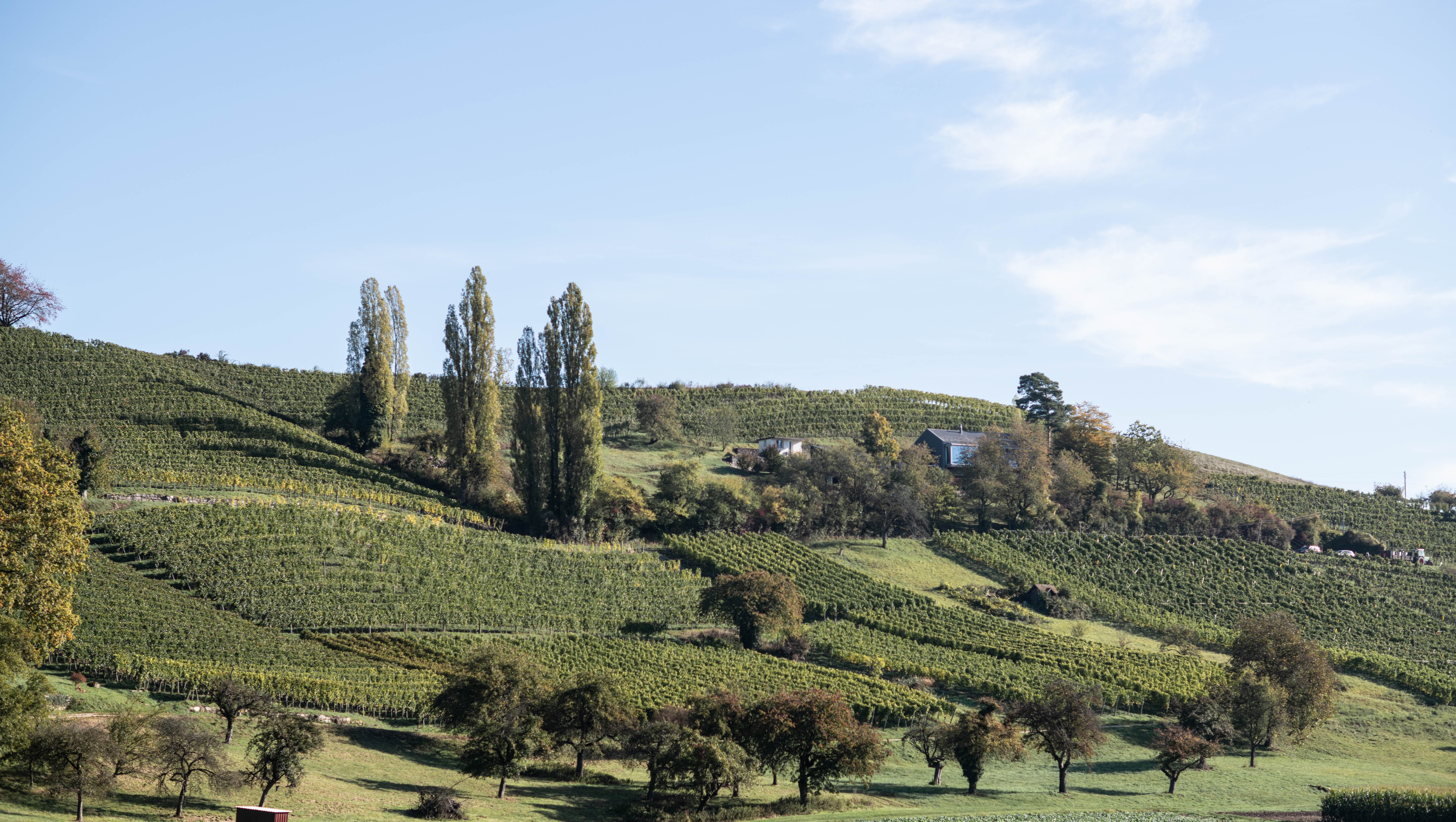 Weine aus Schaffhausen