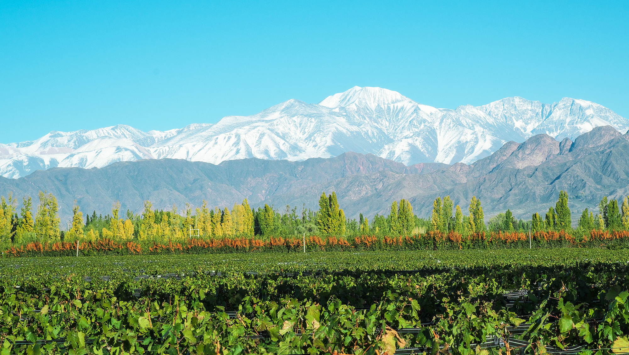 Weine aus Mendoza