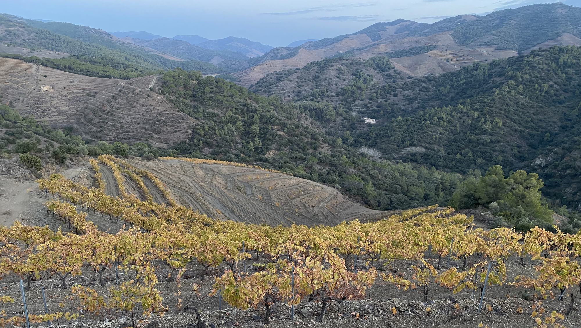 Weine aus Priorat