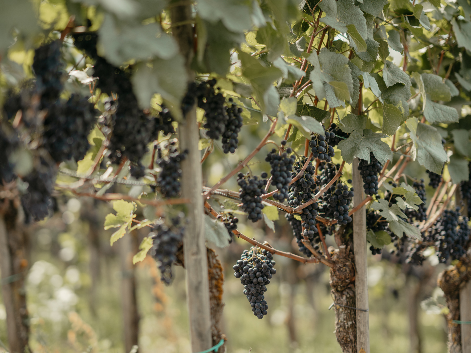 Weingut Heidegg, Gelfingen