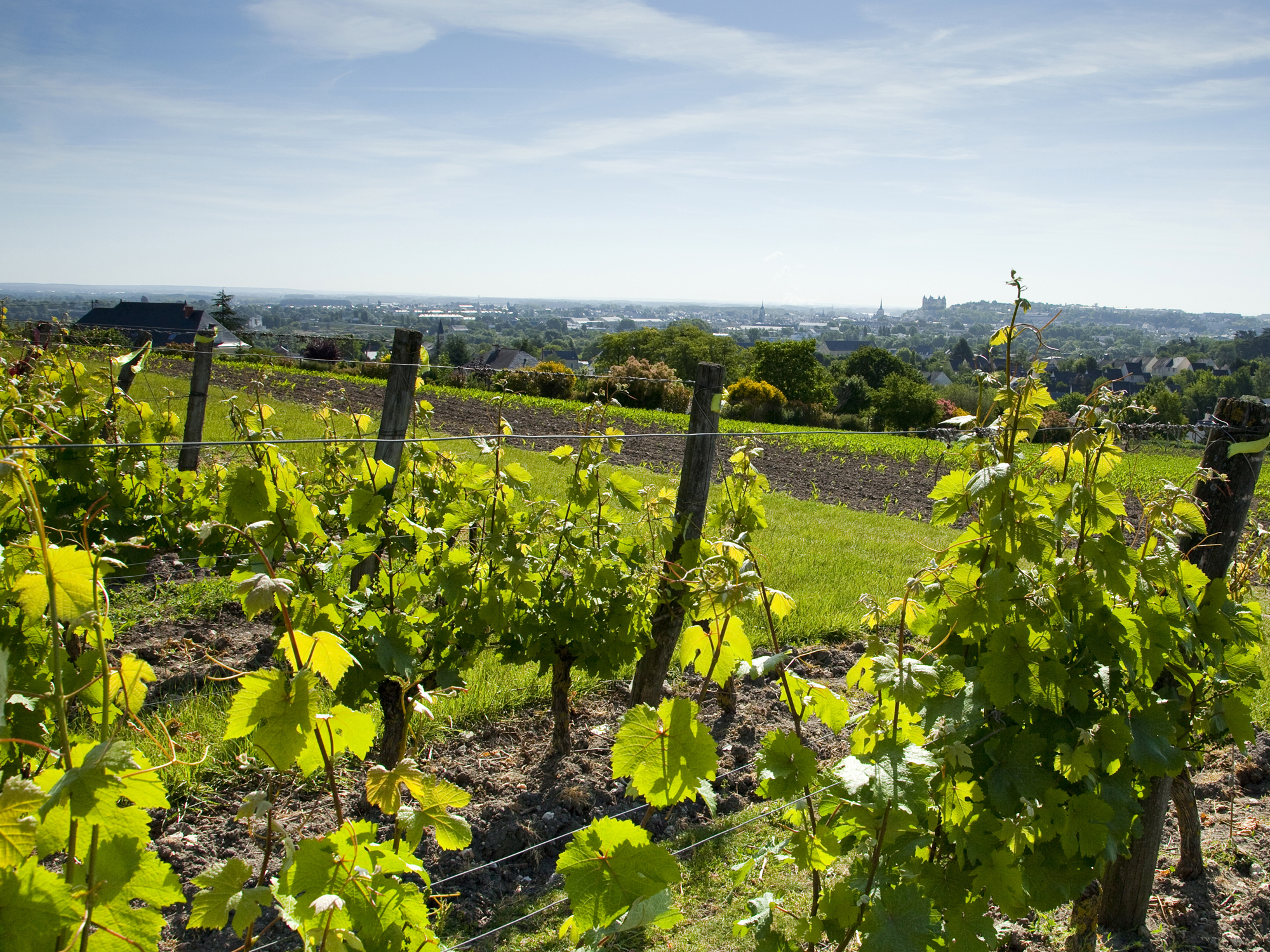 Langlois-Chateau, Saumur