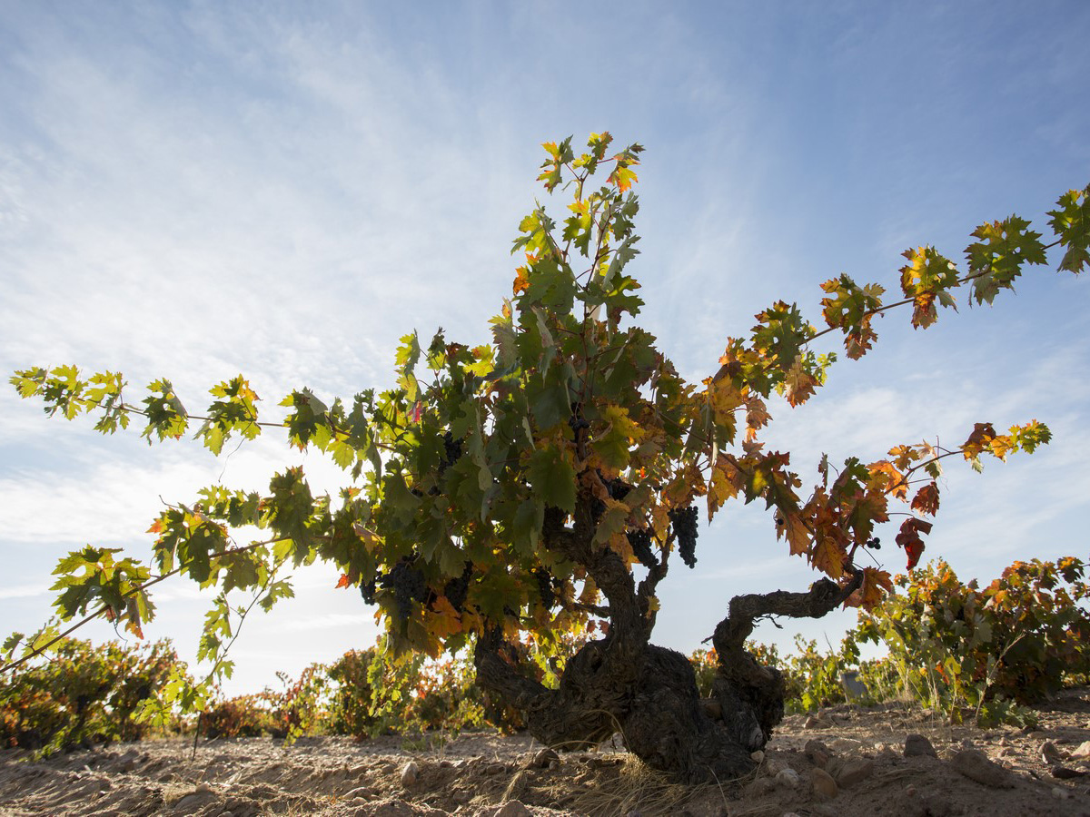 Bodegas Vatan, Toro