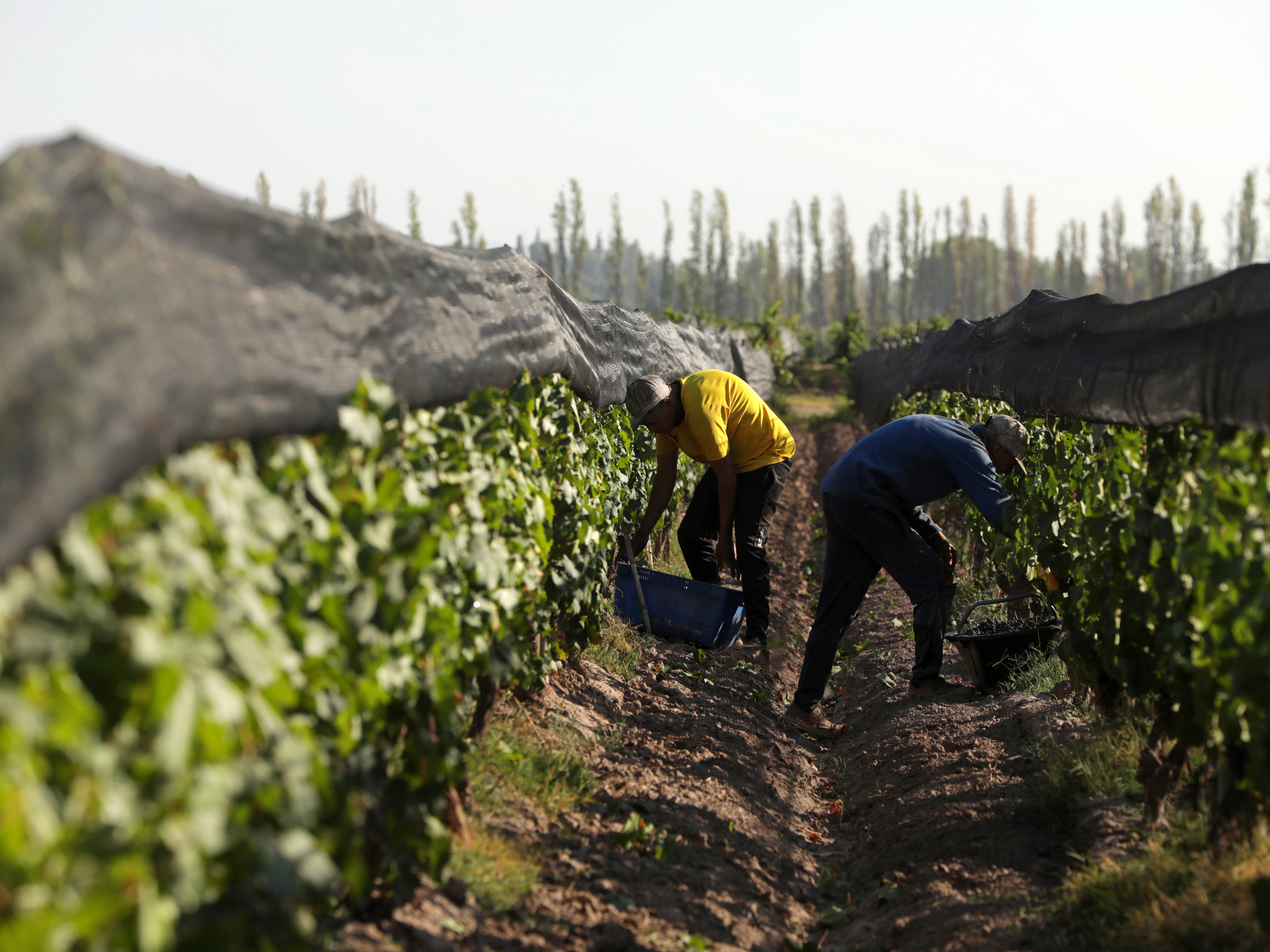 Weine von Bodegas Fabre, Vistalba