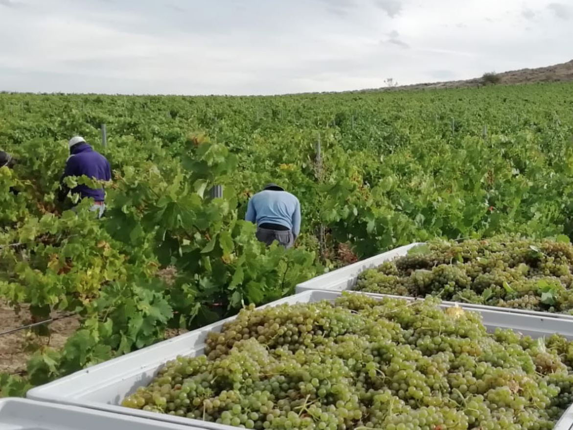 Weine von Bodegas Garci Grande, Rueda