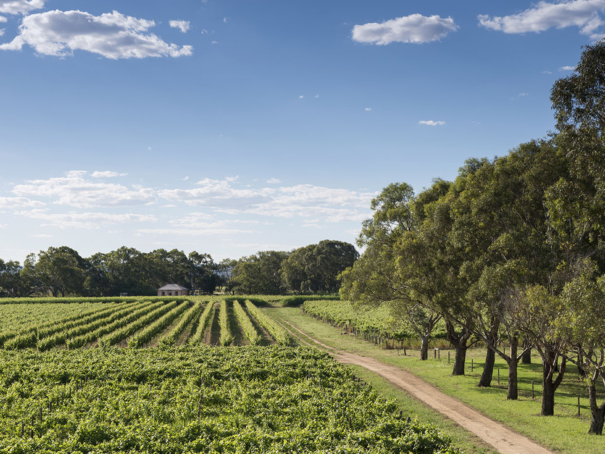 Bleasdale Winery, Langhorne Creek