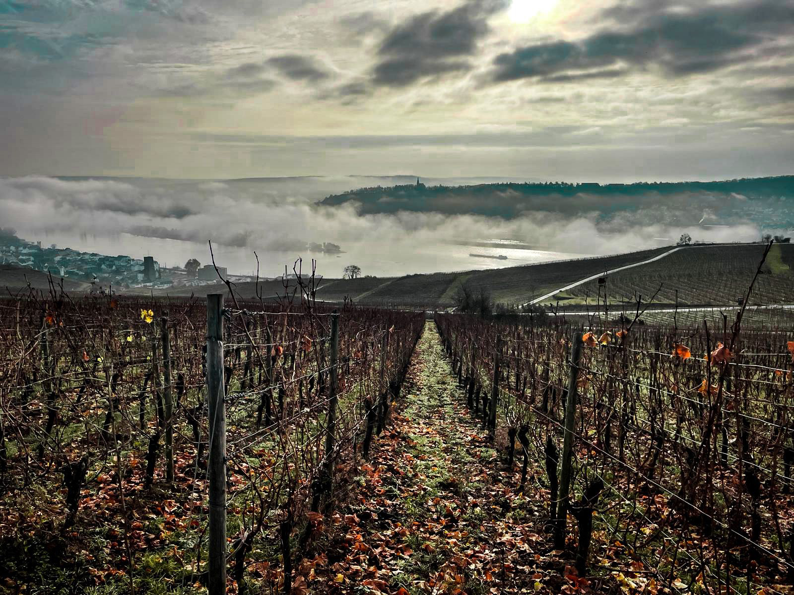 Weingut George, Geisenheim