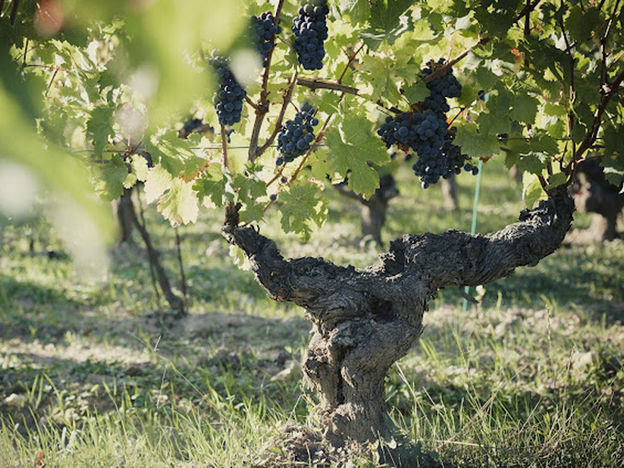 Les Clos Maurice, Varrains