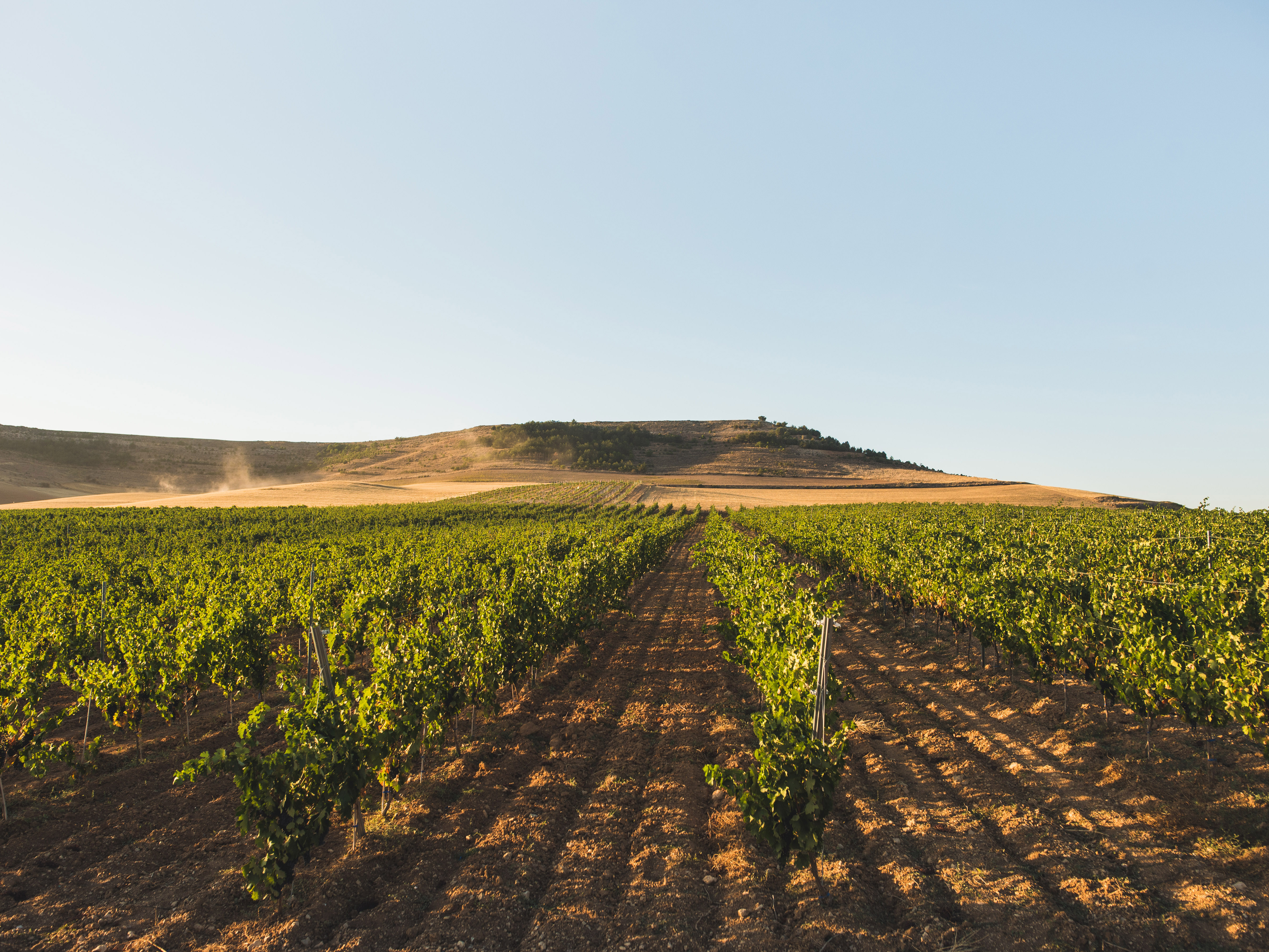 Bodegas Montegaredo, Boada de Roa