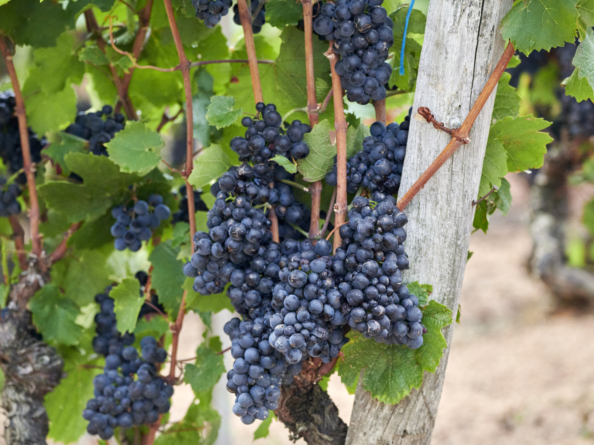 Domaine des Nugues, Lancié