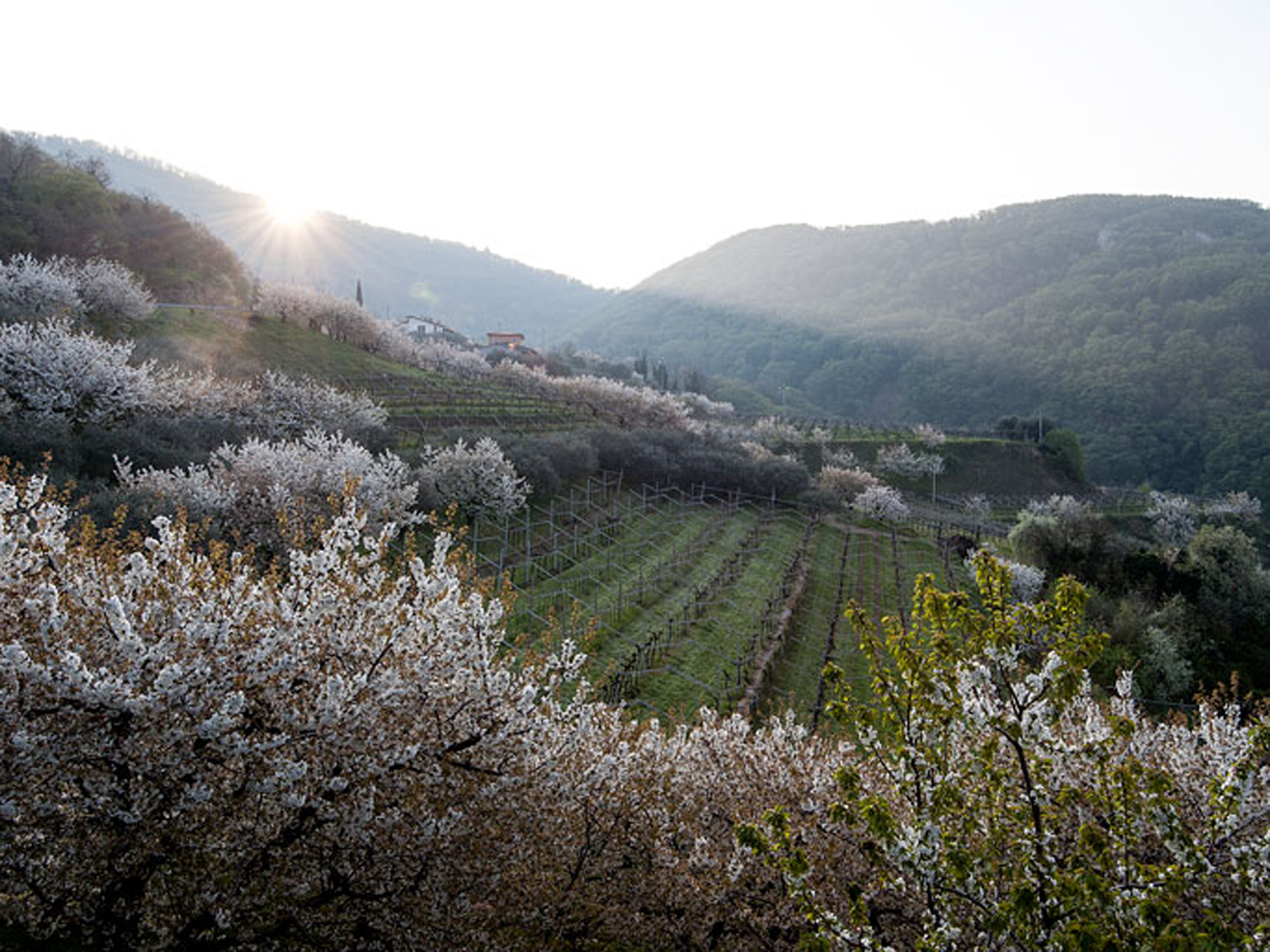 Cantina Valpolicella Negrar, Negrar (Verona)