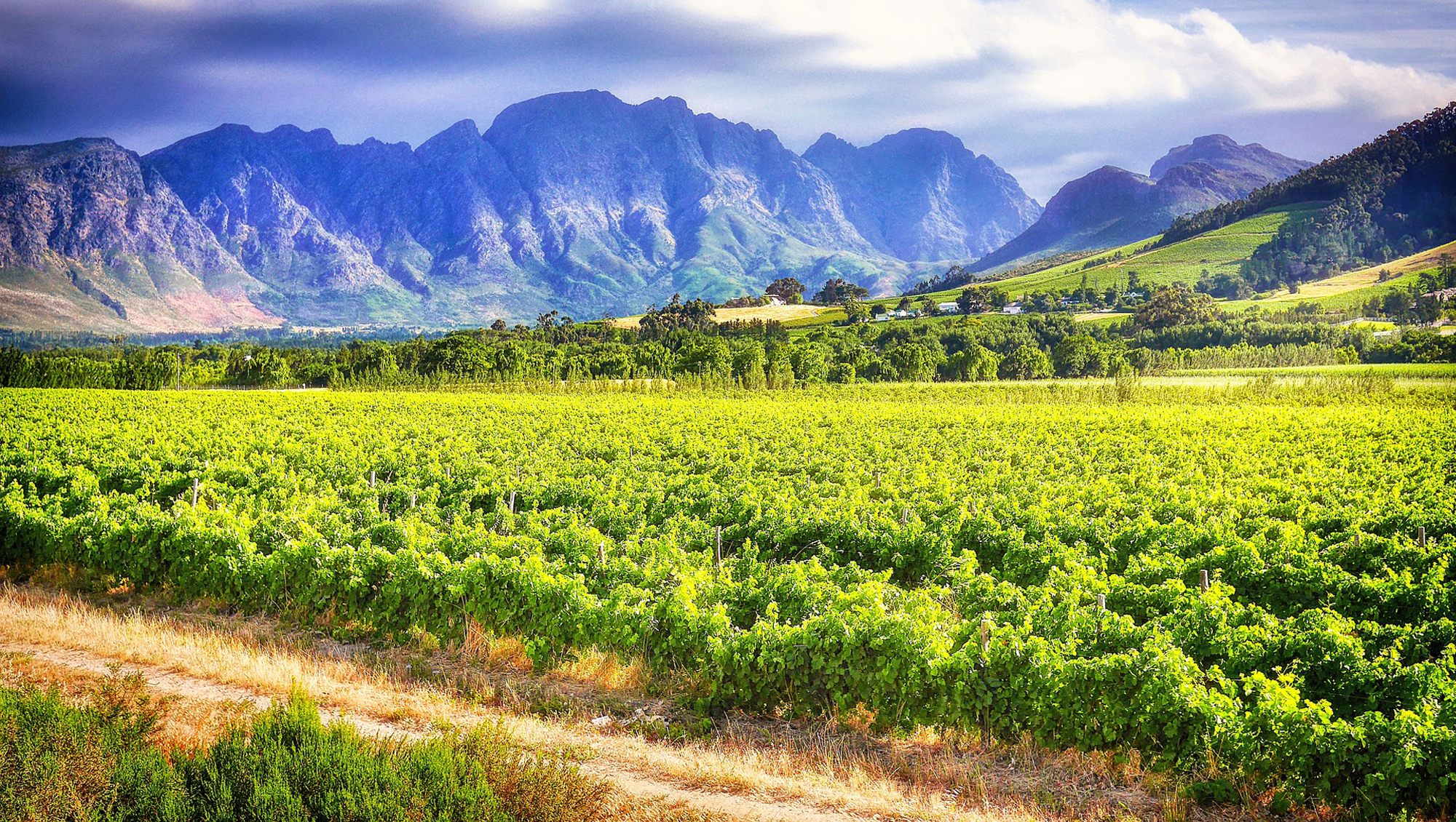 Weine aus Stellenbosch