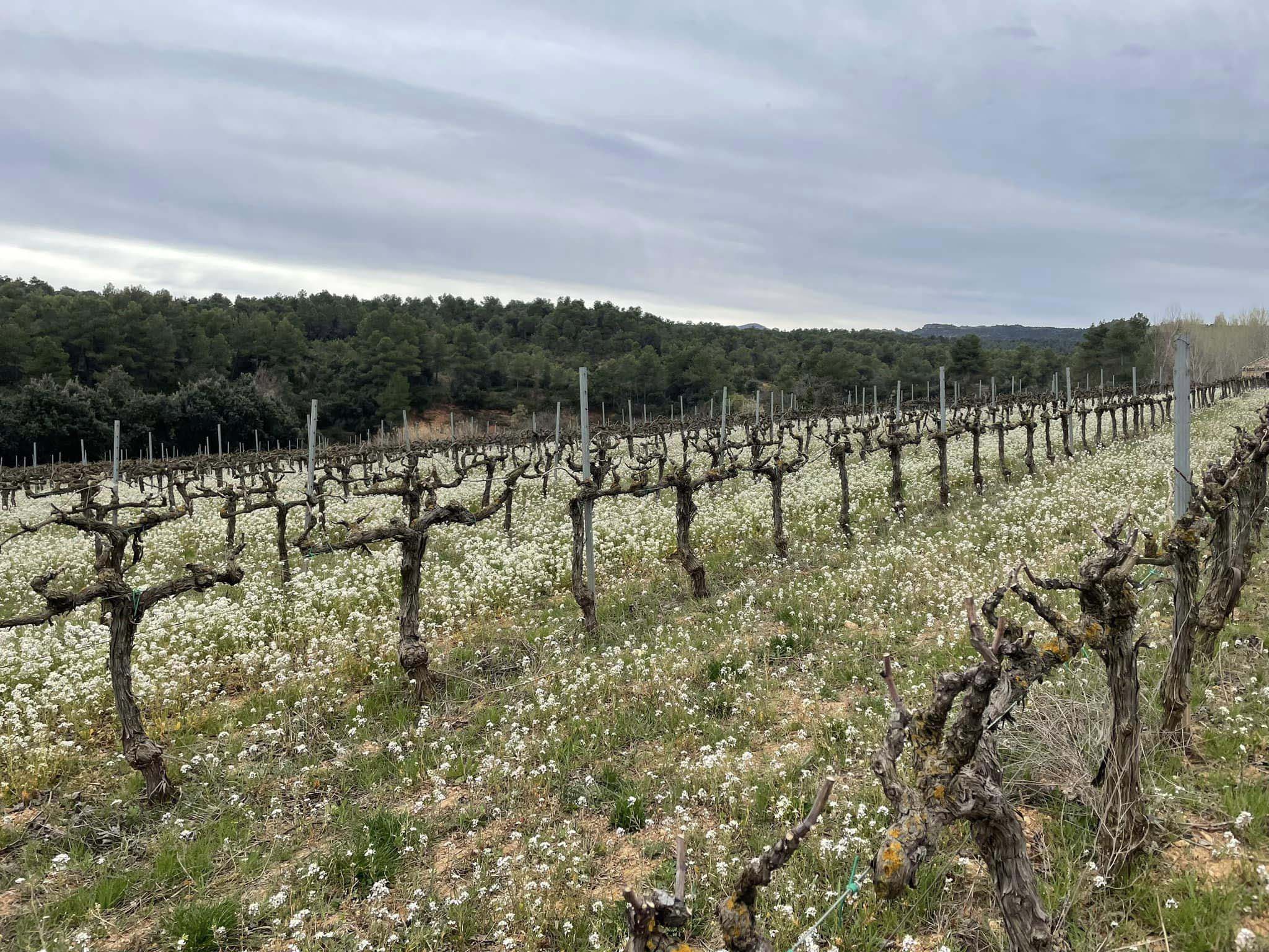 Dorst und Consorten, Landau