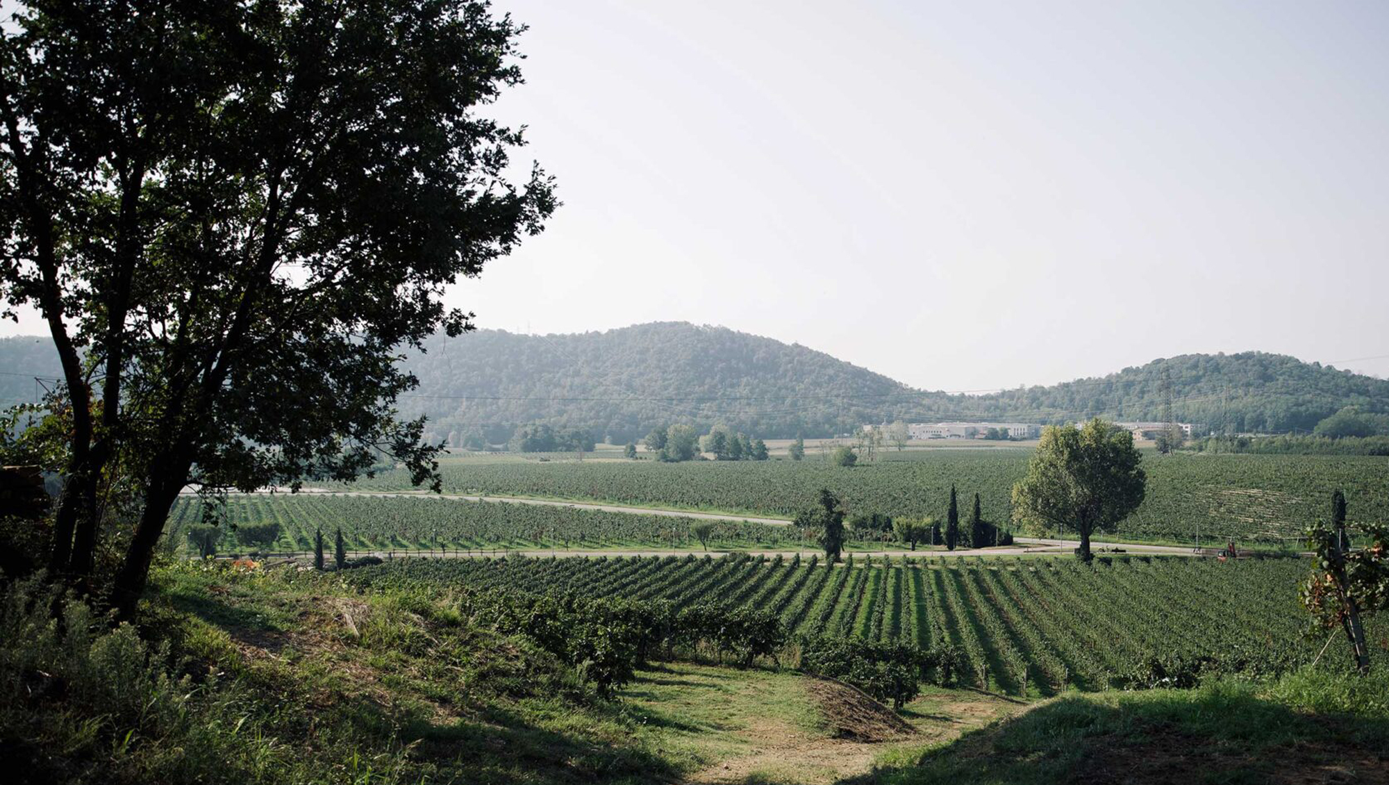 Weine aus Franciacorta