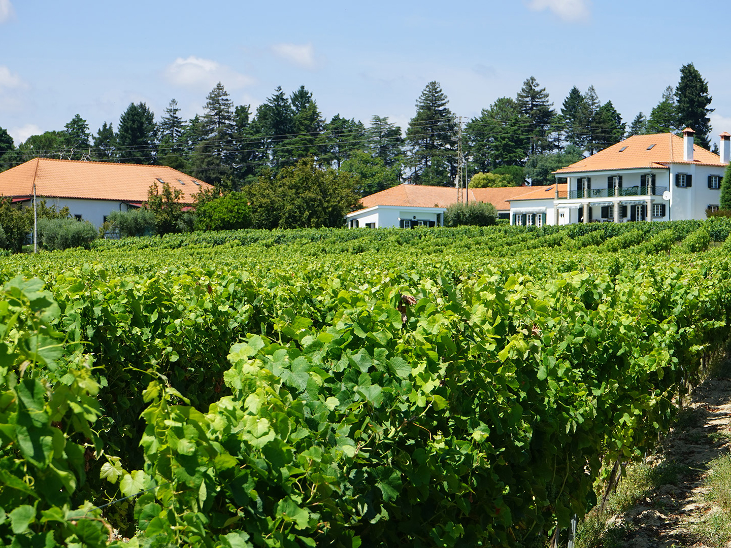 Quinta das Marias, Oliveira do Conde