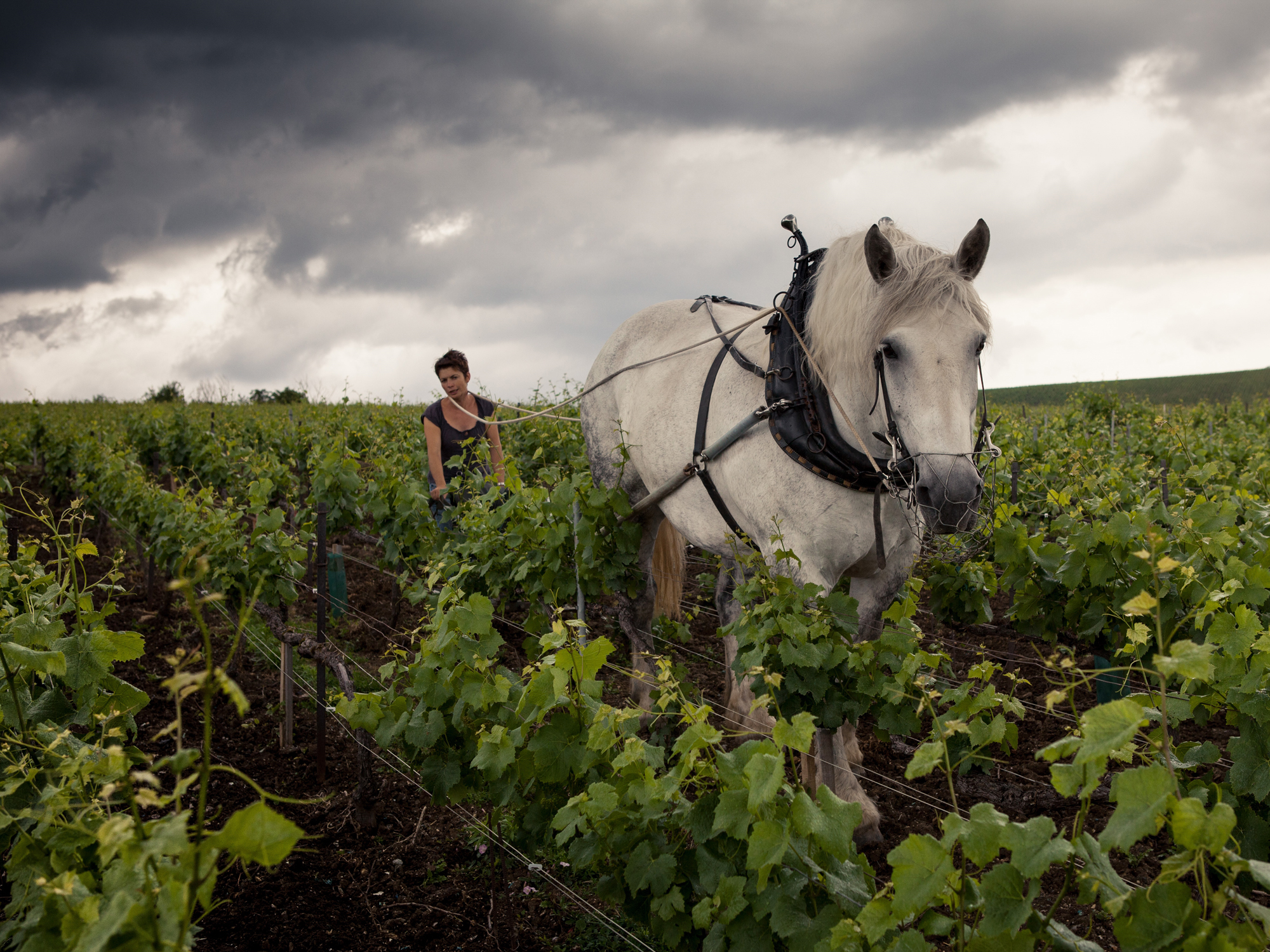 Weine von Champagne Louis Roederer, Reims