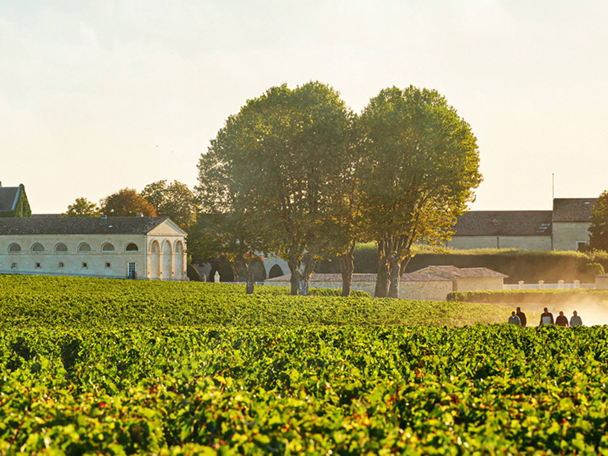 Château Mouton-Rothschild, Pauillac