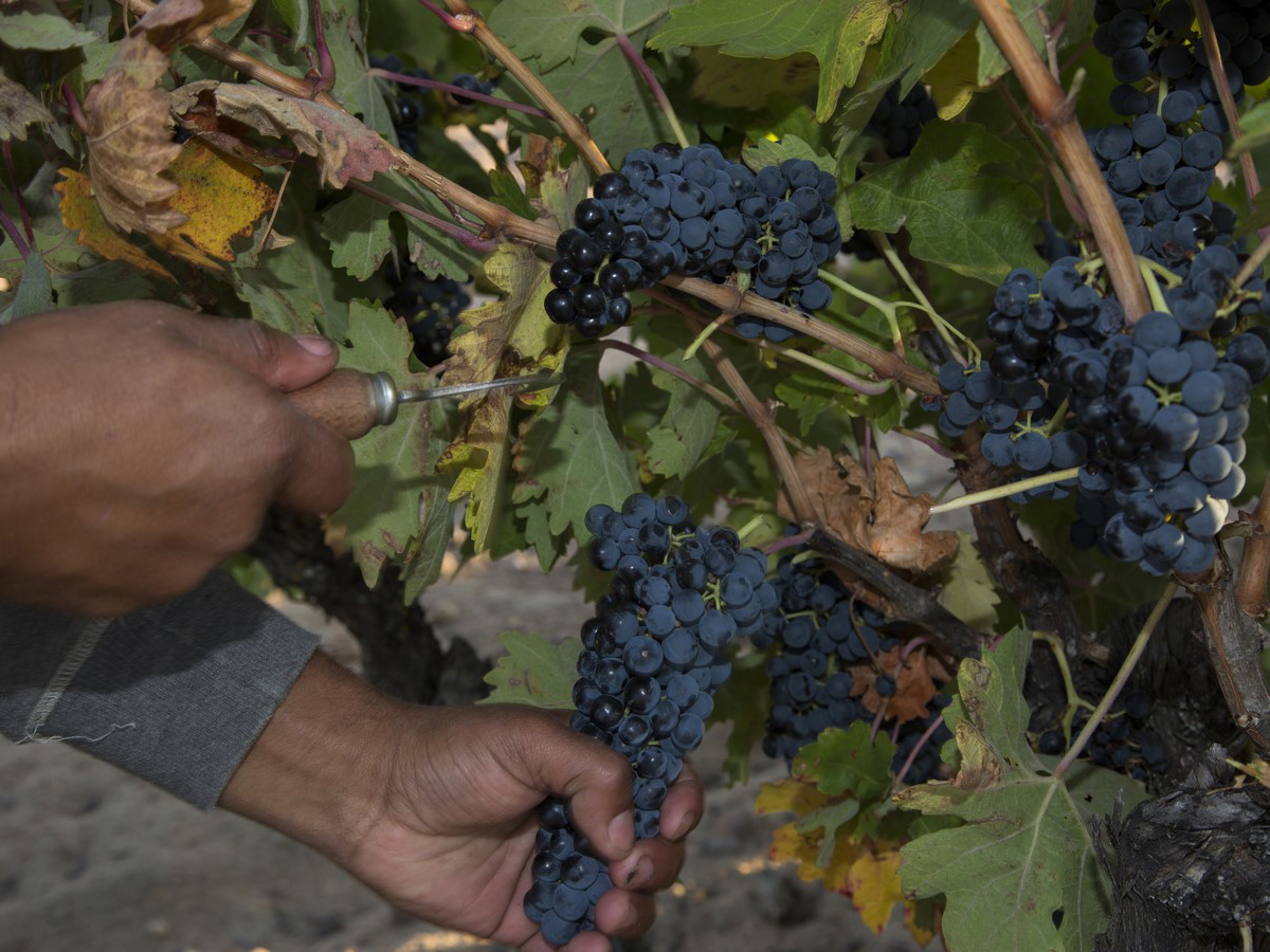 Weine von Bodegas Vatan, Toro