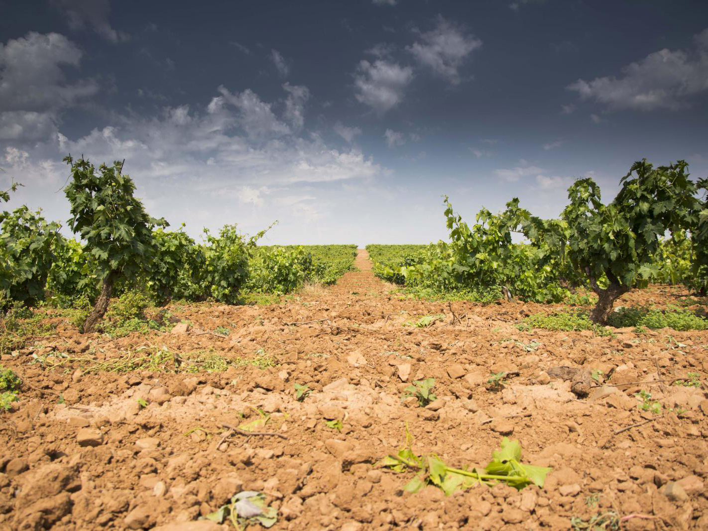 Bodegas Proelio, Nalda