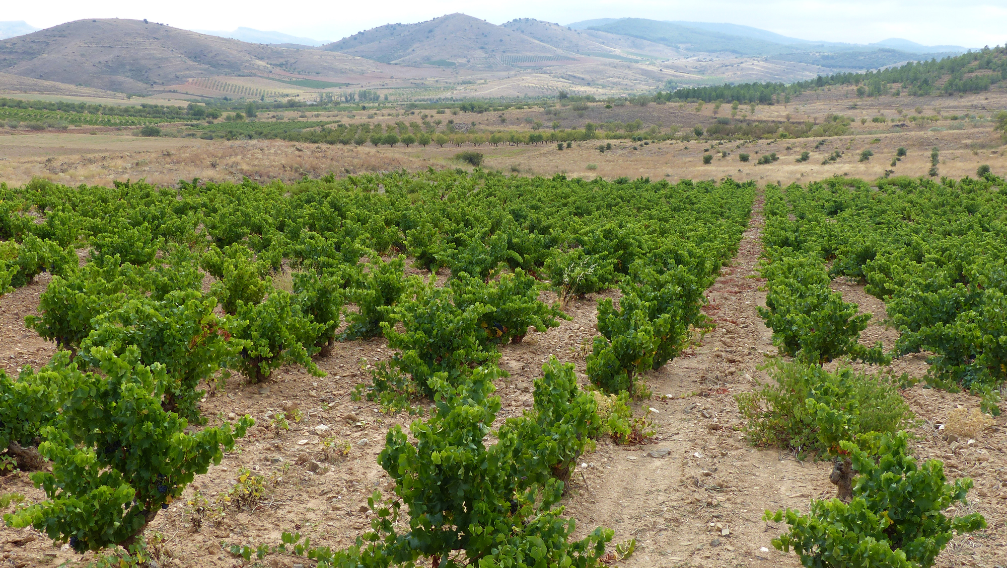 Weine aus Calatayud