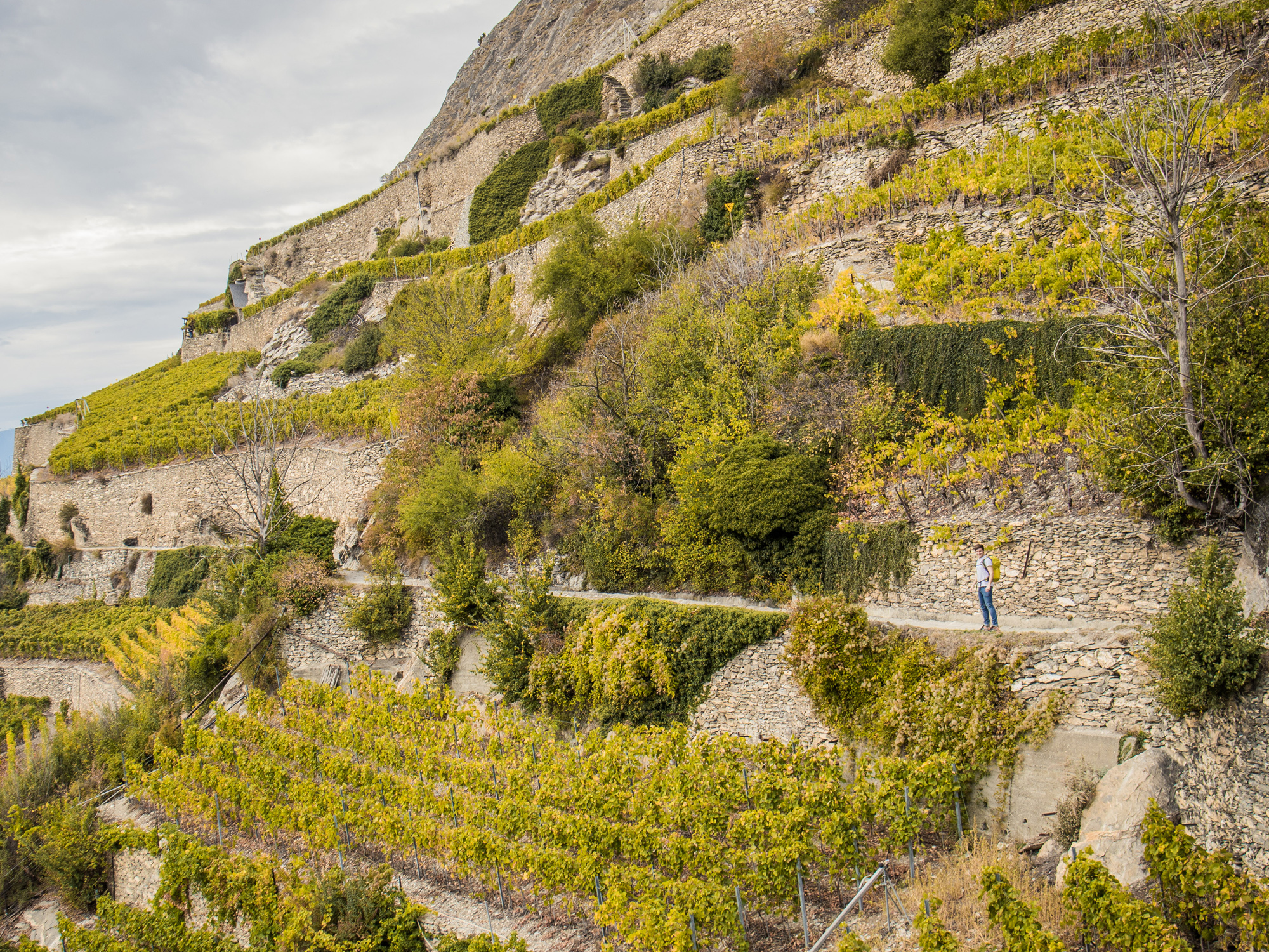 Weine von Charles Bonvin, Sion