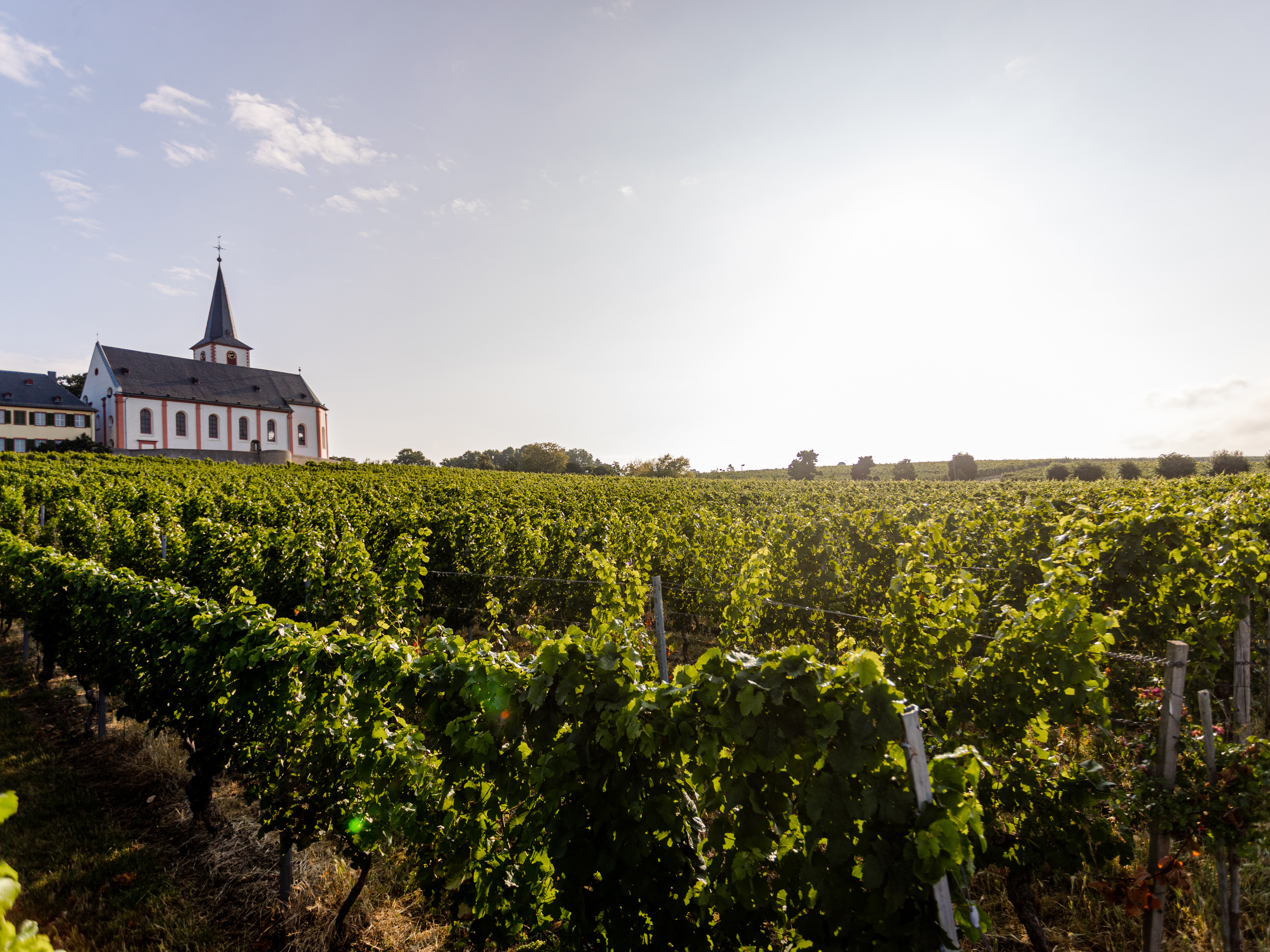 Weingut Künstler, Hochheim