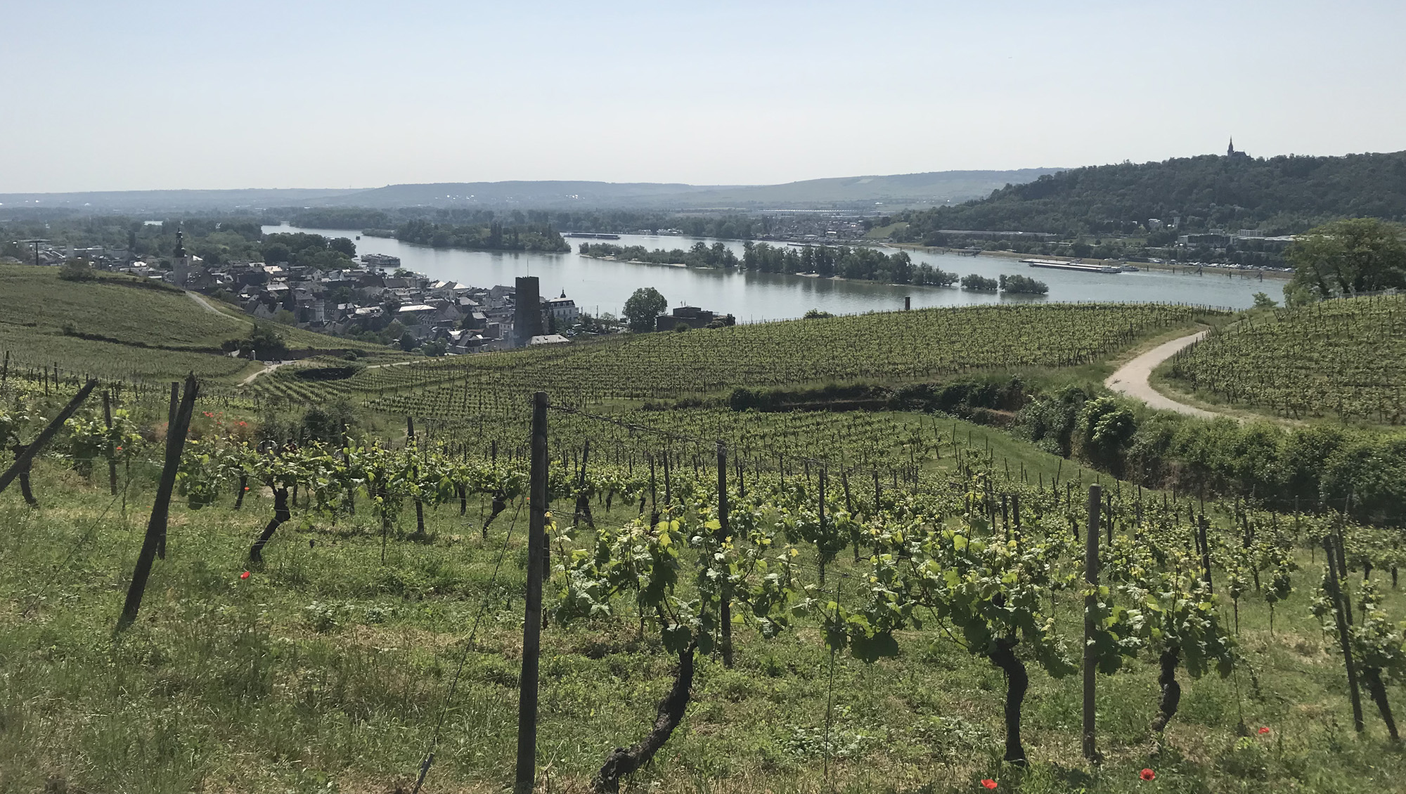 Weine aus Rheingau