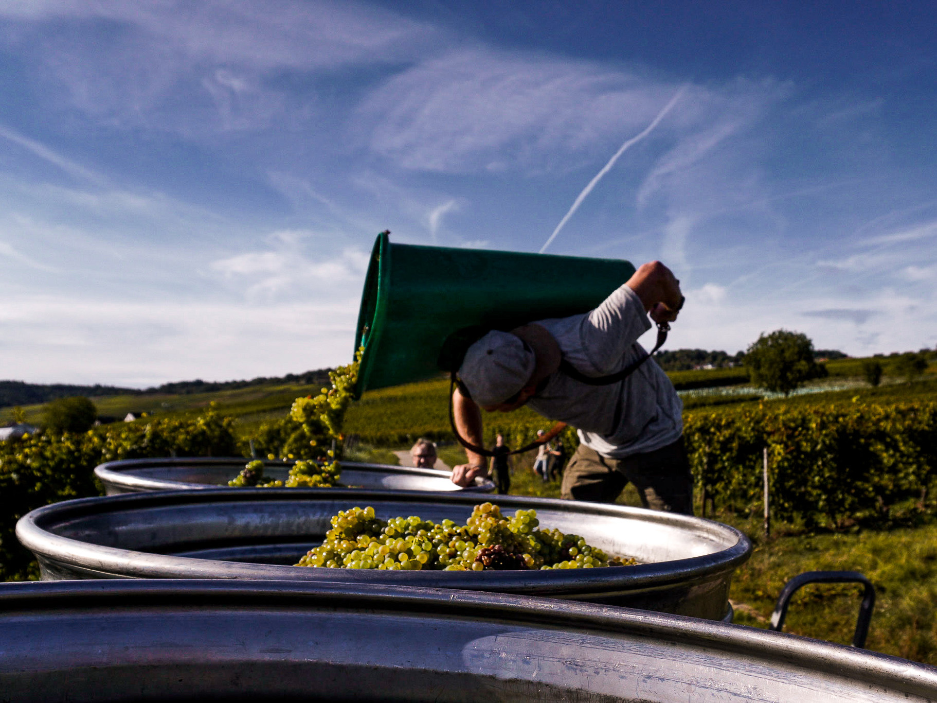 Weine von Weingut George, Geisenheim