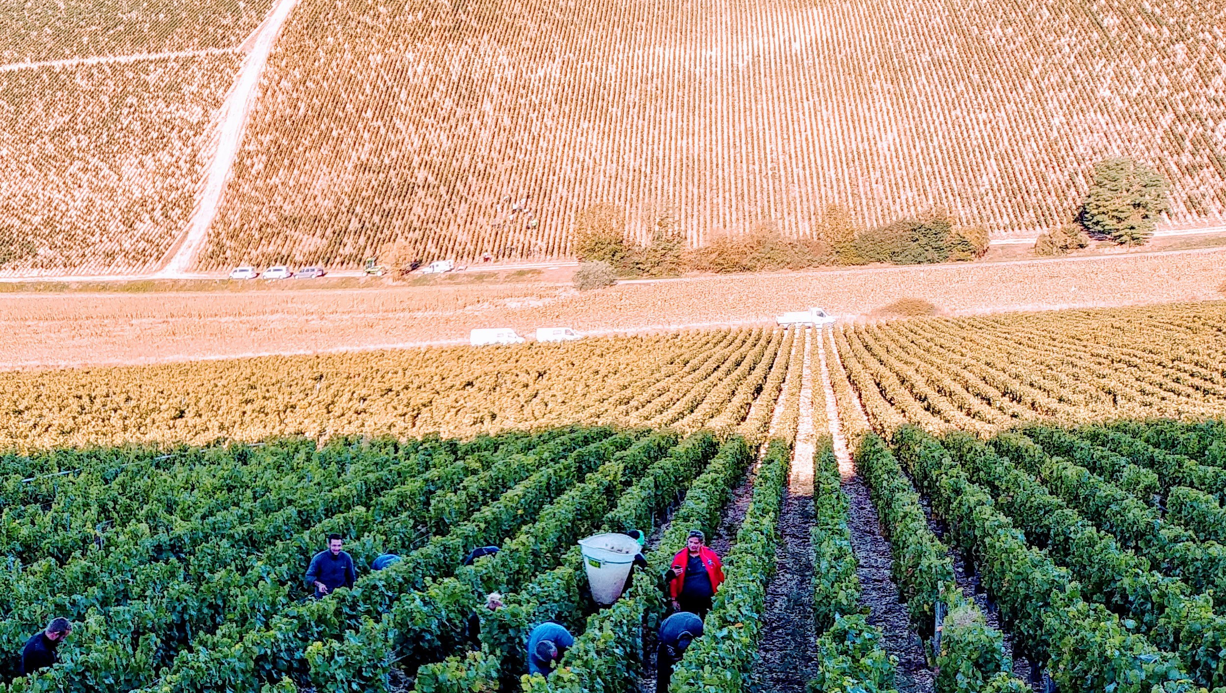 Weine aus Chablis