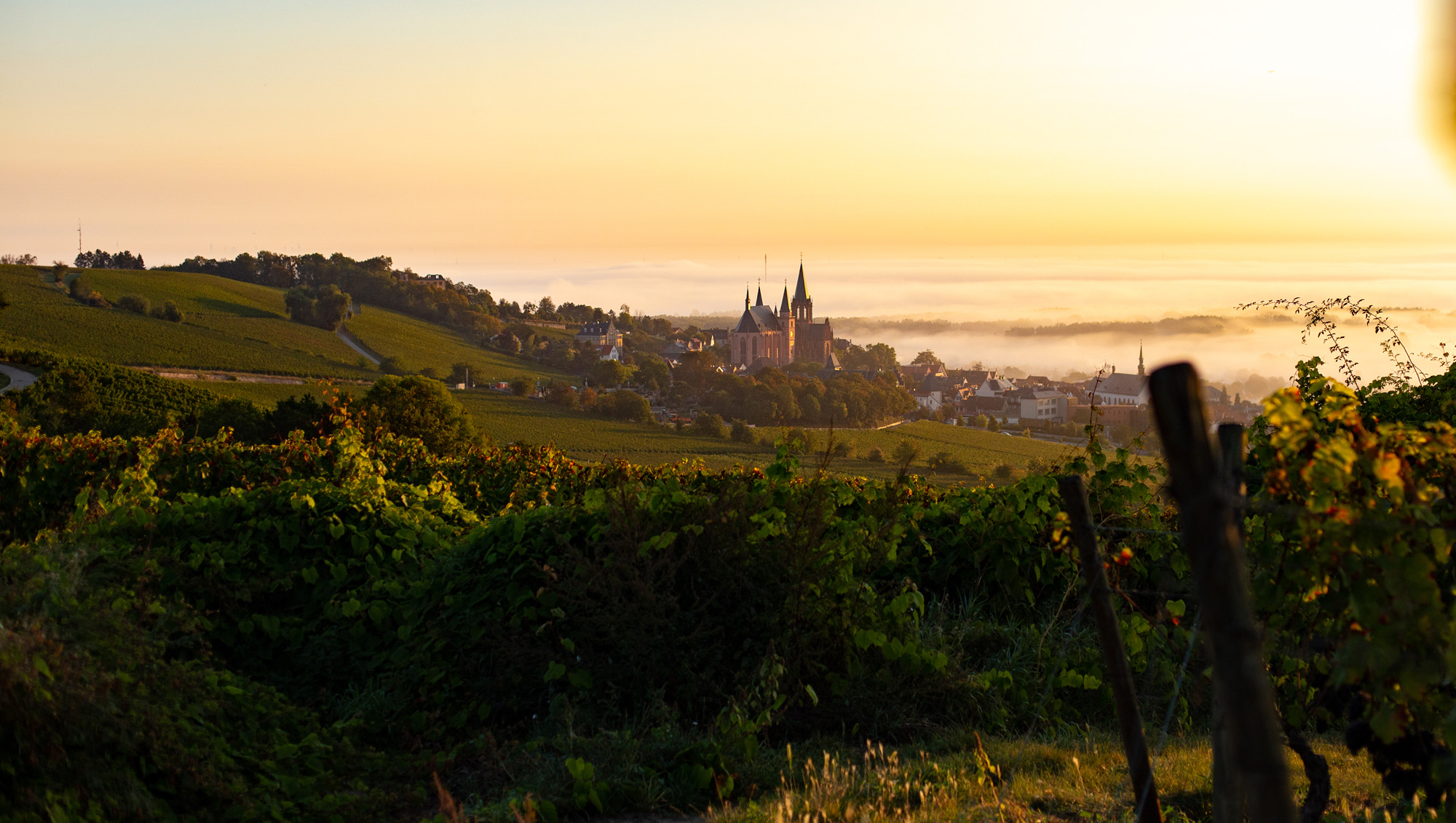 Weine aus Rheinhessen