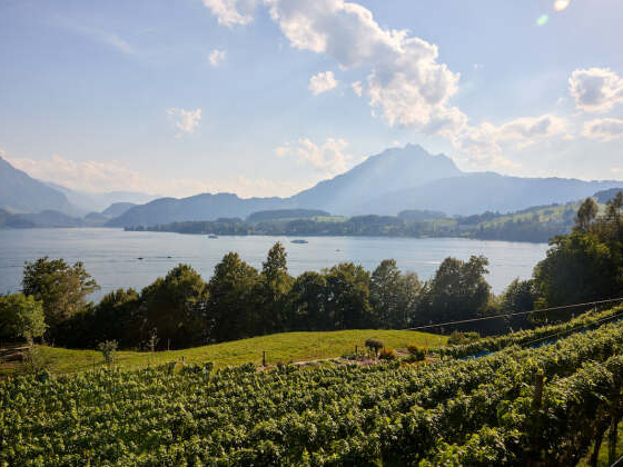 Weine von Scherer und Bühler, Meggen