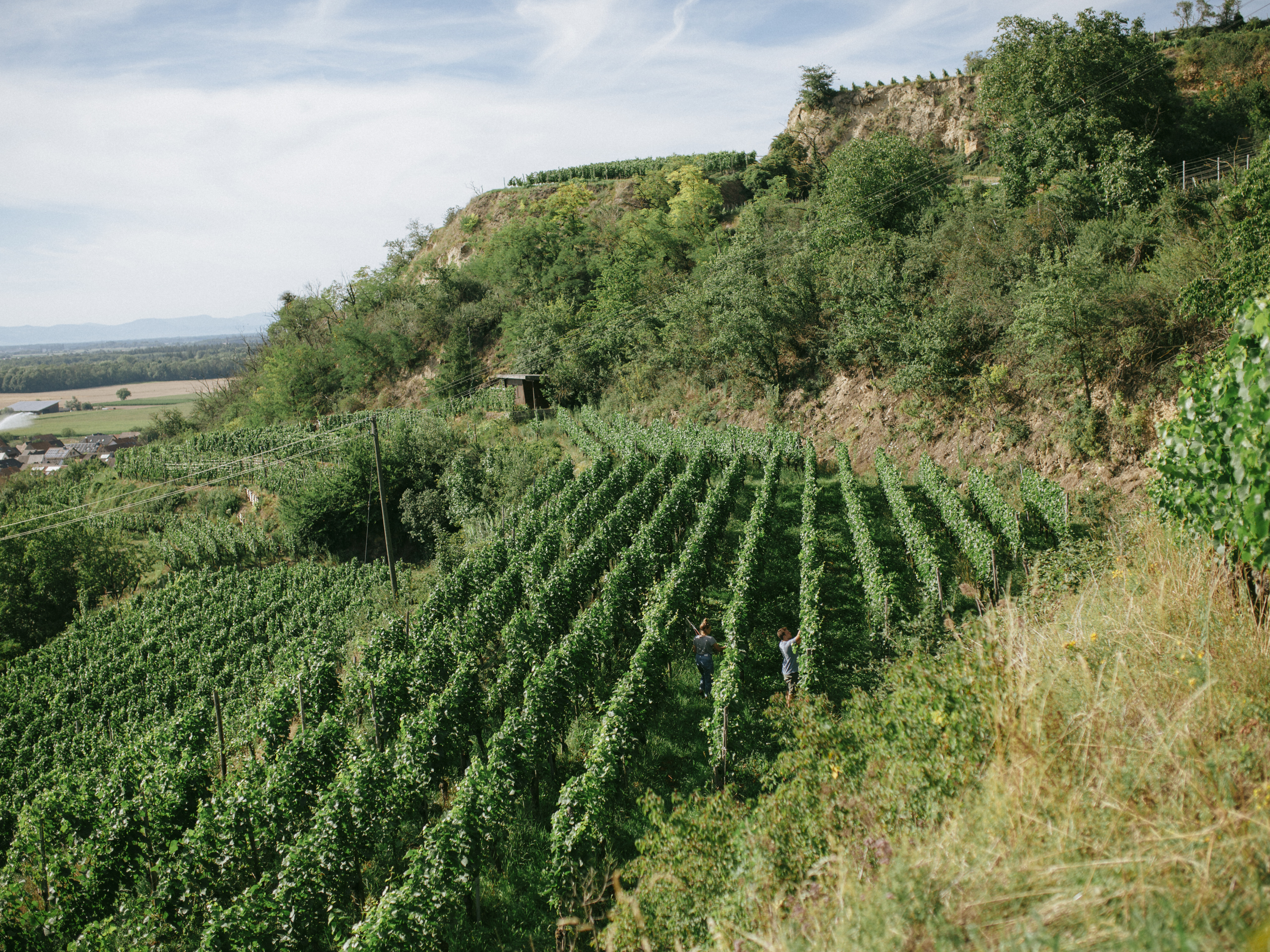 Weingut Gebrüder Mathis