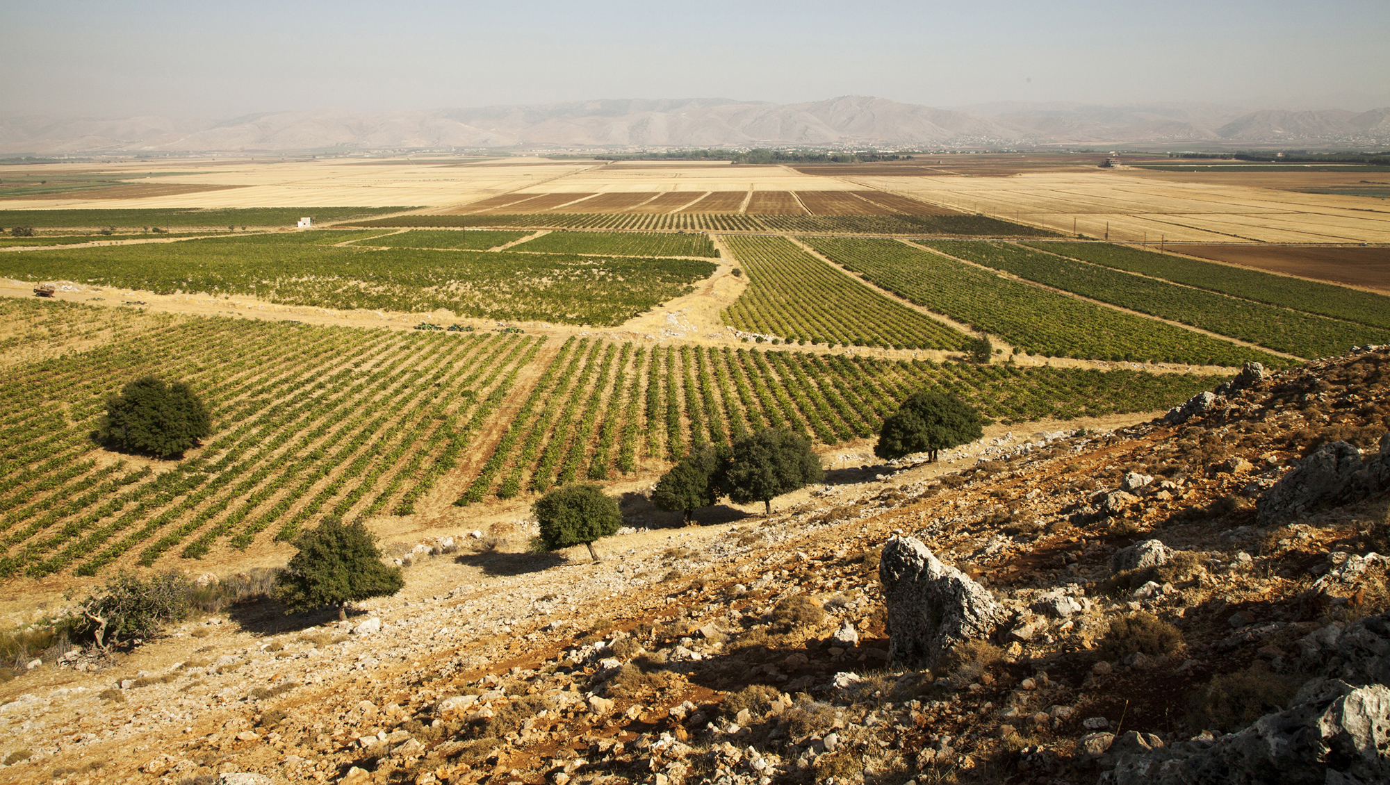 Weine aus Bekaa Valley