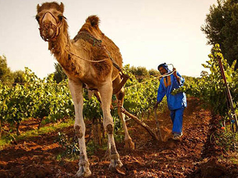 Weine von Les Celliers de Meknes, Iqaddar El Haleb