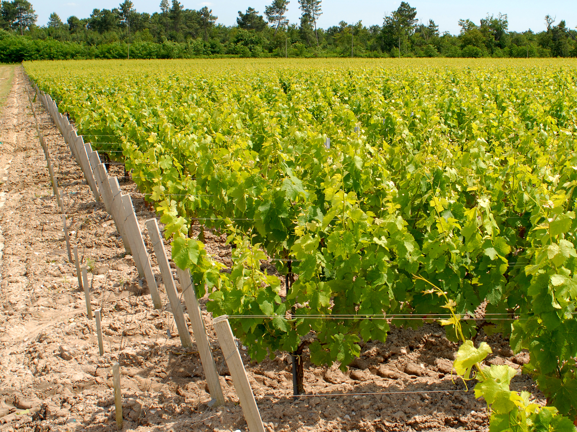 Château Poujeaux, Moulis-en-Médoc